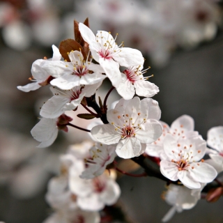 The faded flower of Prunus cerasifera Nigra Multi-stem