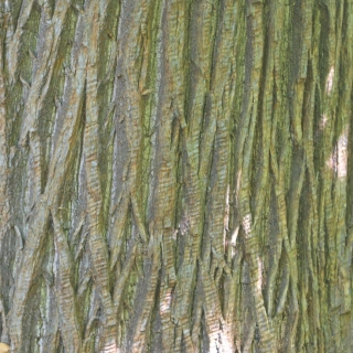 The bark of Castanea sativa
