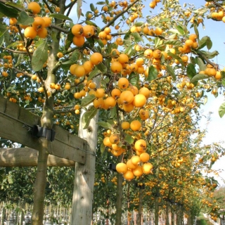 the yellow berries of Malus Golden Hornet