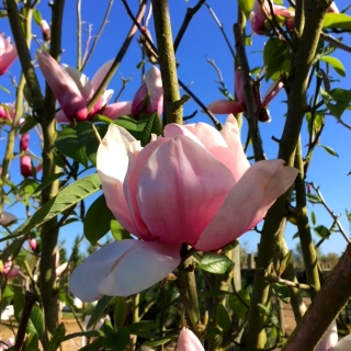 the pink flower of Magnolia Star Wars multi-stem