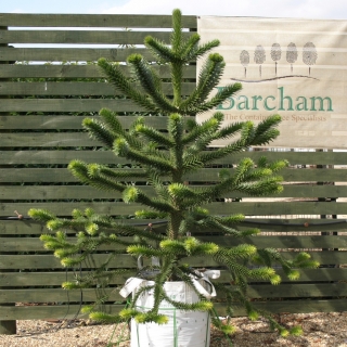 Araucaria araucana at Barchan Trees