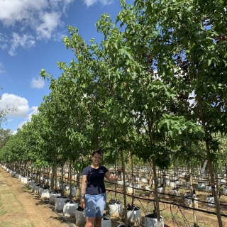 Liquidambar styraciflua Lane Roberts