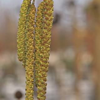 catkin of  Medium Spaeth Alder from this batch Alnus spaethii