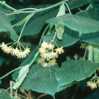 Detail of Tilia cordata flowers and foliage
