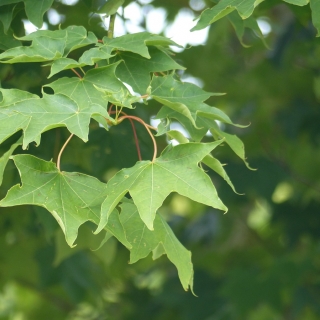 Leaves of the Acer cappadocicum Aureum