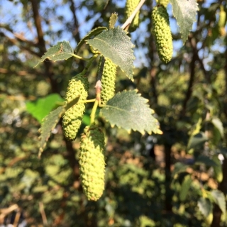 catkins of Betula pubescens at barcham trees