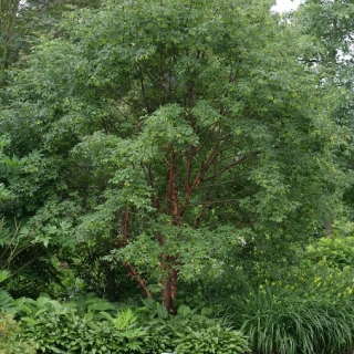 Acer griseum