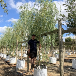 Salix alba Tristis (Chrysocoma)