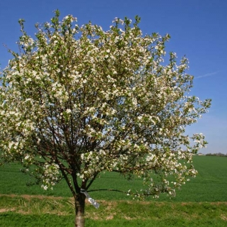 the crown of Prunus fruticosa Globosa
