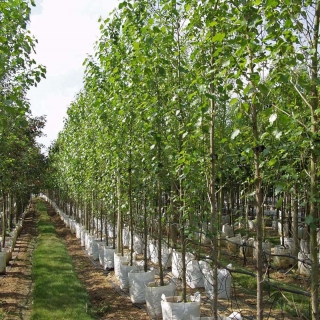 Populus nigra Italica at barcham trees