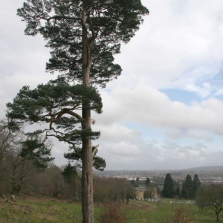 mature Pinus sylvestris