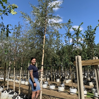 Betula pendula