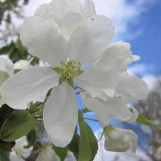 the crisp white flower of Malus baccata Street Parade
