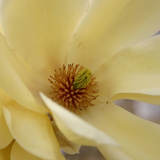 the flower of Magnolia x Brooklynensis Elizabeth