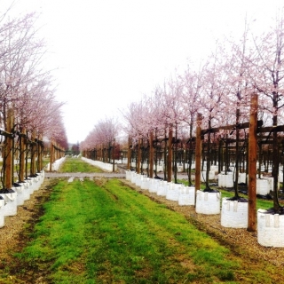 Prunus subhirtella Autumnalis Rosea in flower