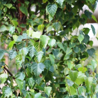 etula pendula Obelisk foliage