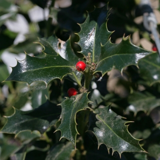 foliage and berries of Ilex Aquifolium Alaska