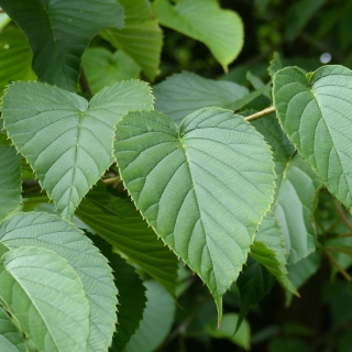 Summer foliage of Davidia involucrata