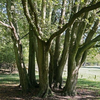 mature stems of Acer campestre multi-stem