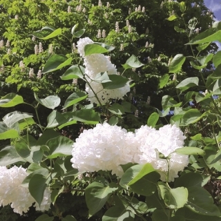 the pure white flowers of Syringa reticulata Ivory Silk