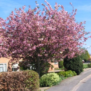 a mature specimen of Prunus Kanzan