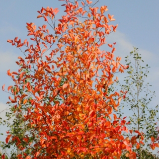 the flame orange autumn colour of Crataegus x prunifolia