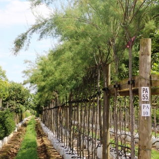 Tamarix aestivalis on Barcham Trees nursery