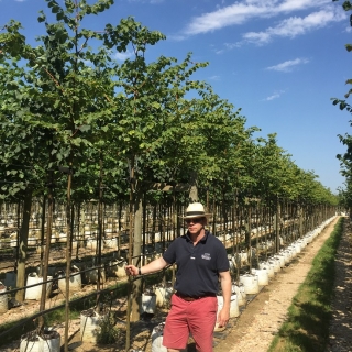 Barcham Pro Trees