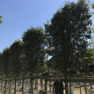 Super instant pleached close up foliage of Pyrus calleryana Chanticleer close up foliage of Pyrus calleryana Chanticleer close up foliage of Pyrus calleryana Chanticleer Previous Next Ornamental Pear pleached at Barcham TreesPyrus calleryana Chanticleer f