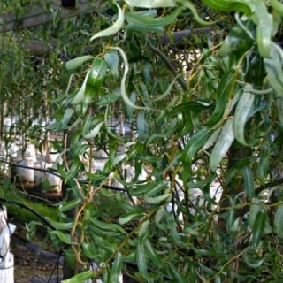 Foliage of Salix matsudana Tortuosa