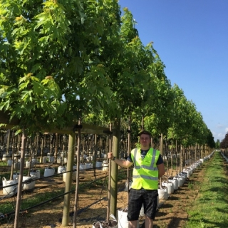 Acer saccharinum Pyramidale