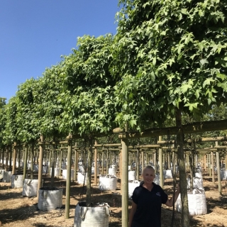 Liquidambar styraciflua (Pleached)