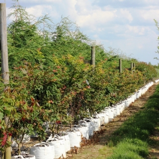 Acer palmatum Osakazuki multi-stem