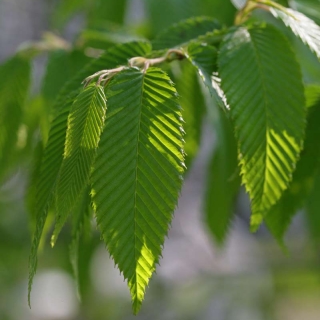Foliage of Zelkova serrata Green Vase
