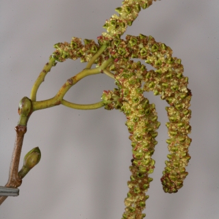 catkin of Alnus incana