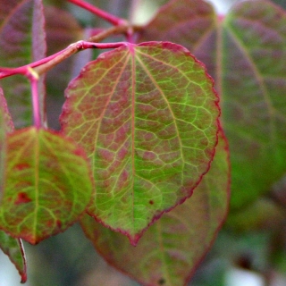 the pretty leaf of Cercidiphyllum japonicum