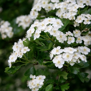 The white flower of Crataegus monogyna