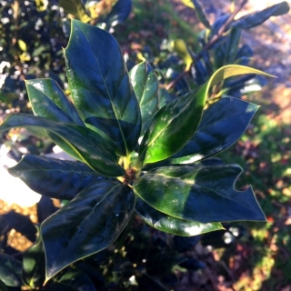 the glossy green foliage of Ilex aquifolium Nellie Stevens