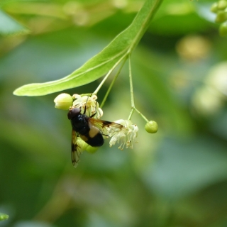 The yellow flower of Tilia cordata