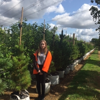 Pinus cembra at barcham trees