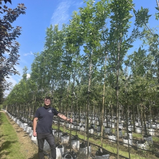 Fraxinus pennsylvanica Summit
