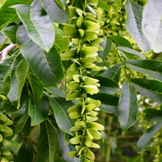 The foliage of Pterocarya fraxinifolia in detail