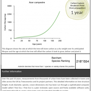 Carbon rating for Acer campestre