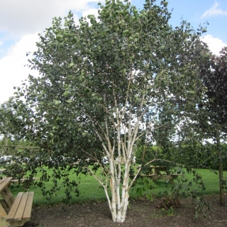 Betula utilis Jacquemontii multi-stem in barcham trees car park