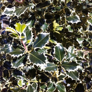 the foliage of Ilex aquifolium Argentea Marginata