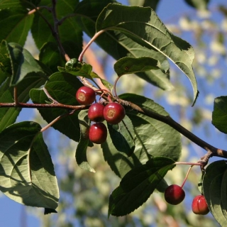 The red berries of Malus baccata Street Parade