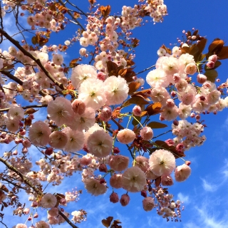 The beautiful pink flowers in spring