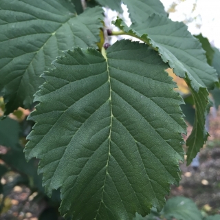 the leaves of Ulmus lutece