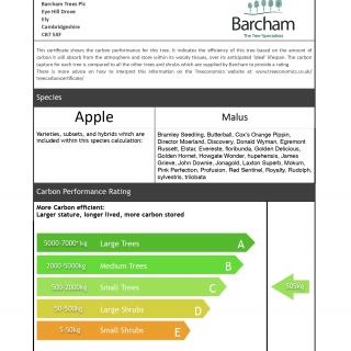 Malus Butterball