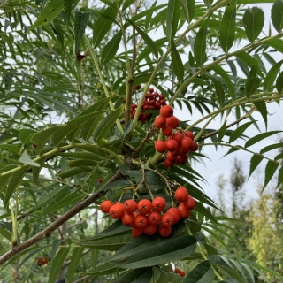 Sorbus commixta Olympic Flame berries